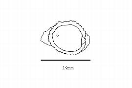   Embryo:   Tacca leontopetaloides ; Illustration by K. Parker, Kirkbride et al. (2006) 
