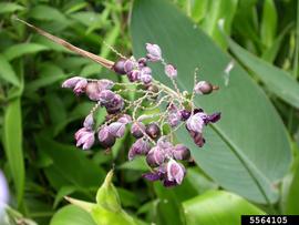   Infructescence:   Thalia dealbata ; Photo by S.L. Winterton, Aquarium and Pond Plants of the World
