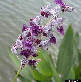   Inflorescence:   Thalia dealbata ; Photo by S.L. Winterton, Aquarium and Pond Plants of the World
