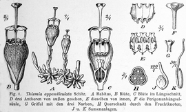   Fruit, seeds:   Scaphiophora appendiculata  (H, cross-section of fruit with seeds); Illustration in Botanische Jahrbücher (1919), courtesy of Watson and Dallwitz 1992 onwards 
