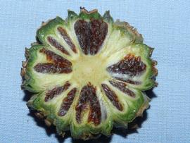   Fruit, seeds:   Thoracocarpus bissectus , cross-section of fruit with seeds; Photo by R. Aguilar, flickr.com
