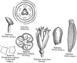   Fruit, seed, embryo:   Tofieldia  sp.; Illustration by L. Steinheil and A. Riocreux, A general system of botany (1873), courtesy of Watson and Dallwitz 1992 onwards 
