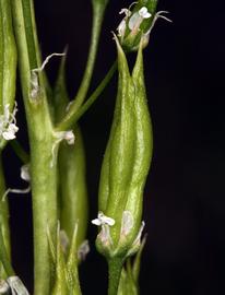   Fruit:   Toxicoscordion paniculatum ; Photo by S. Matson, calphotos.berkeley.edu
