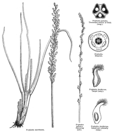   Infructescence, fruit:   Triglochin  sp.; Illustration by L. Steinheil and A. Riocreux, A general system of botany, descriptive and analytical (1873), courtesy of Watson and Dallwitz 1992 onwards
