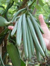   Fruits:   Vanilla planifolia ; Photo by Sunil Elias, commons.wikimedia.org
