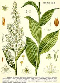   Fruit, seeds:   Veratrum album  (8, fruit; 9, 10, seed; 11, seed longitudinal section); Illustration by von Walther Müller, Köhler’s Medizinal-Pflanzen 2 (1890), courtesy of Watson and Dallwitz 1992 onwards
