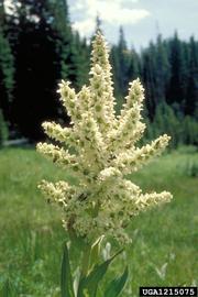   Inflorescence :  Veratrum californicum ; Photo by D. Powell, USDA Forest Service, bugwood.org
