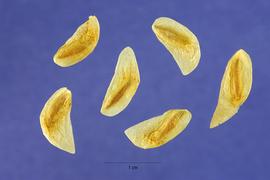   Seeds :  Veratrum californicum ; Photo by S. Hurst, USDA-NRCS Plants Database
