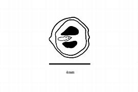   Embryo:   Ampelopsis brevipedunculata ; Illustration by K. Parker, Kirkbride et al. (2006)
