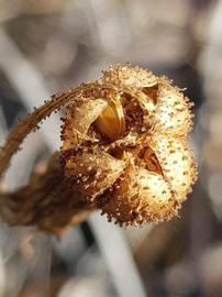   Fruit:   Xerophyta adendorffii ; Photo by R. Gill, gbif.org
