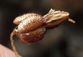   Fruit:   Xerophyta adendorffi;  Photo by N. van Berkel, gbif.org 
