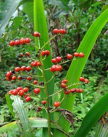   Infructescence:   Xiphidium caeruleum ; Photo by D. Culburt, flickr.com
