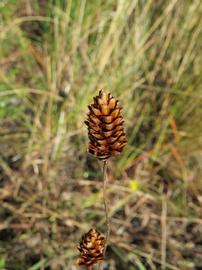   Infructescences:   Xyris ambigua ; Photo by M. Lusk, gbif.org
