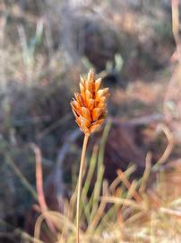   Infructescence:   Xyris caroliniana ; Photo by J. Steele, gbif.org
