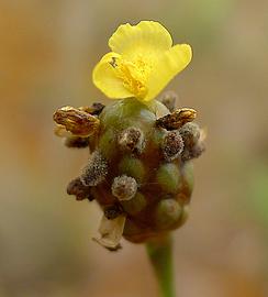   Inflorescence:   Xyris jupicai ; Photo by A. Popovkin, commons.wikimedia.org
