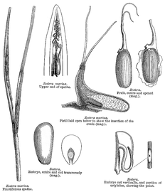   Fruit, seed, embryo:   Zostera marina ; Illustration by L. Steinheil and A. Riocreux, A general system of botany (1873), courtesy of Watson and Dallwitz 1992 onwards 
