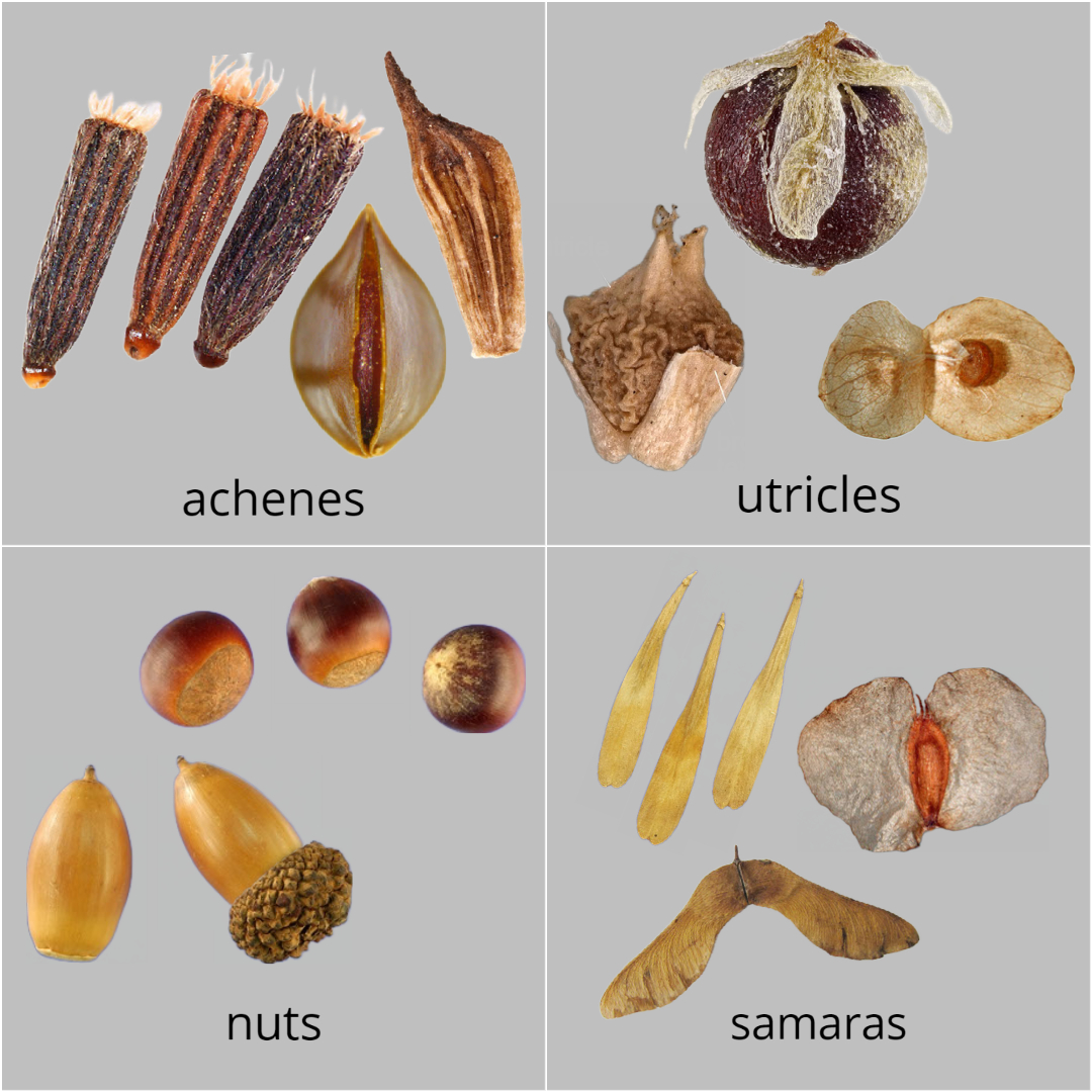 Single-seeded fruit types.