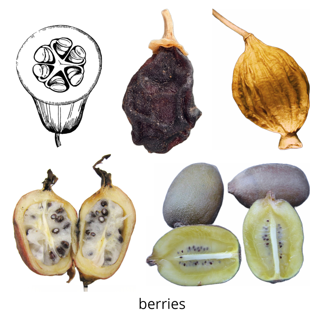 Examples of berries, fleshy indehiscent fruits.