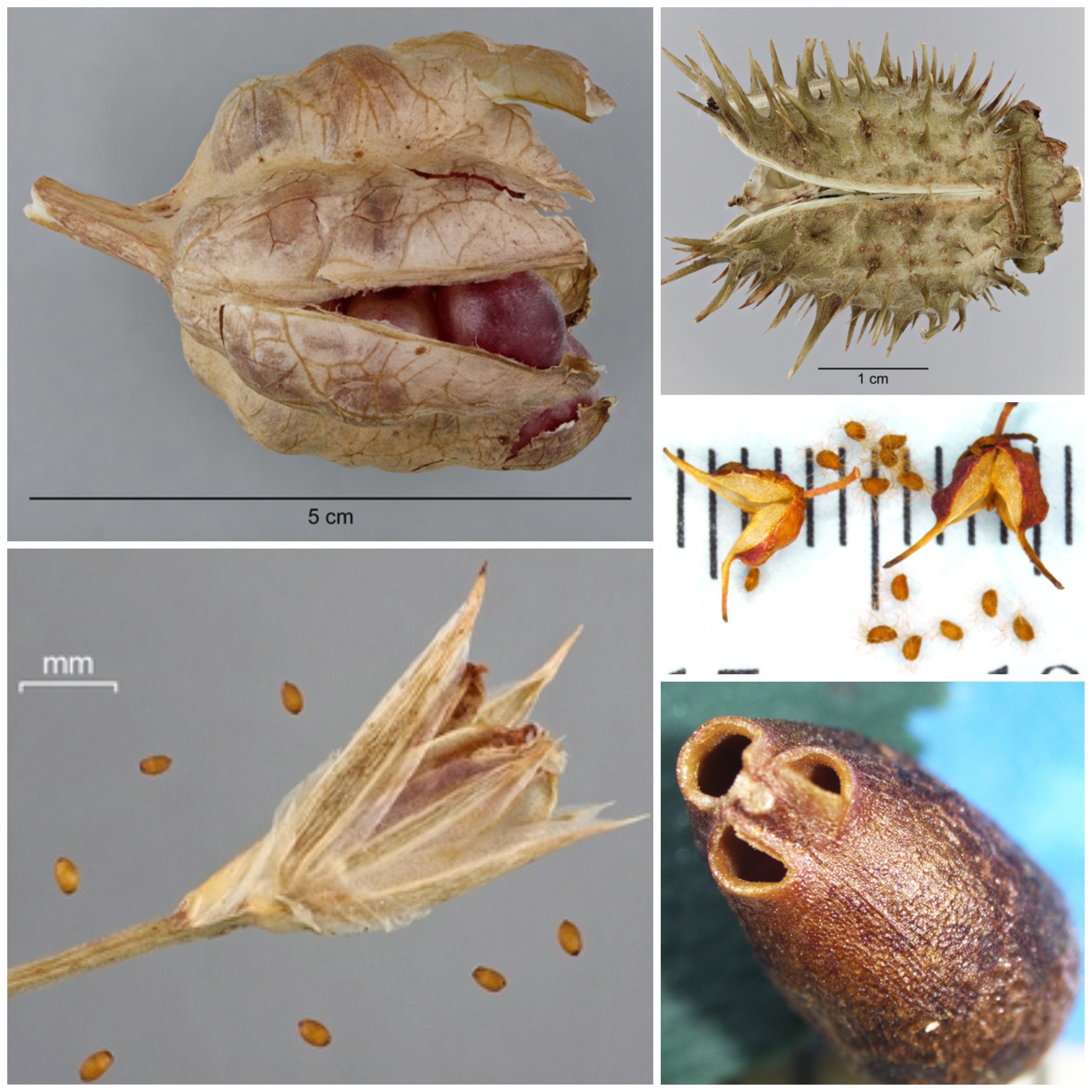 Dry dehiscent fruits.