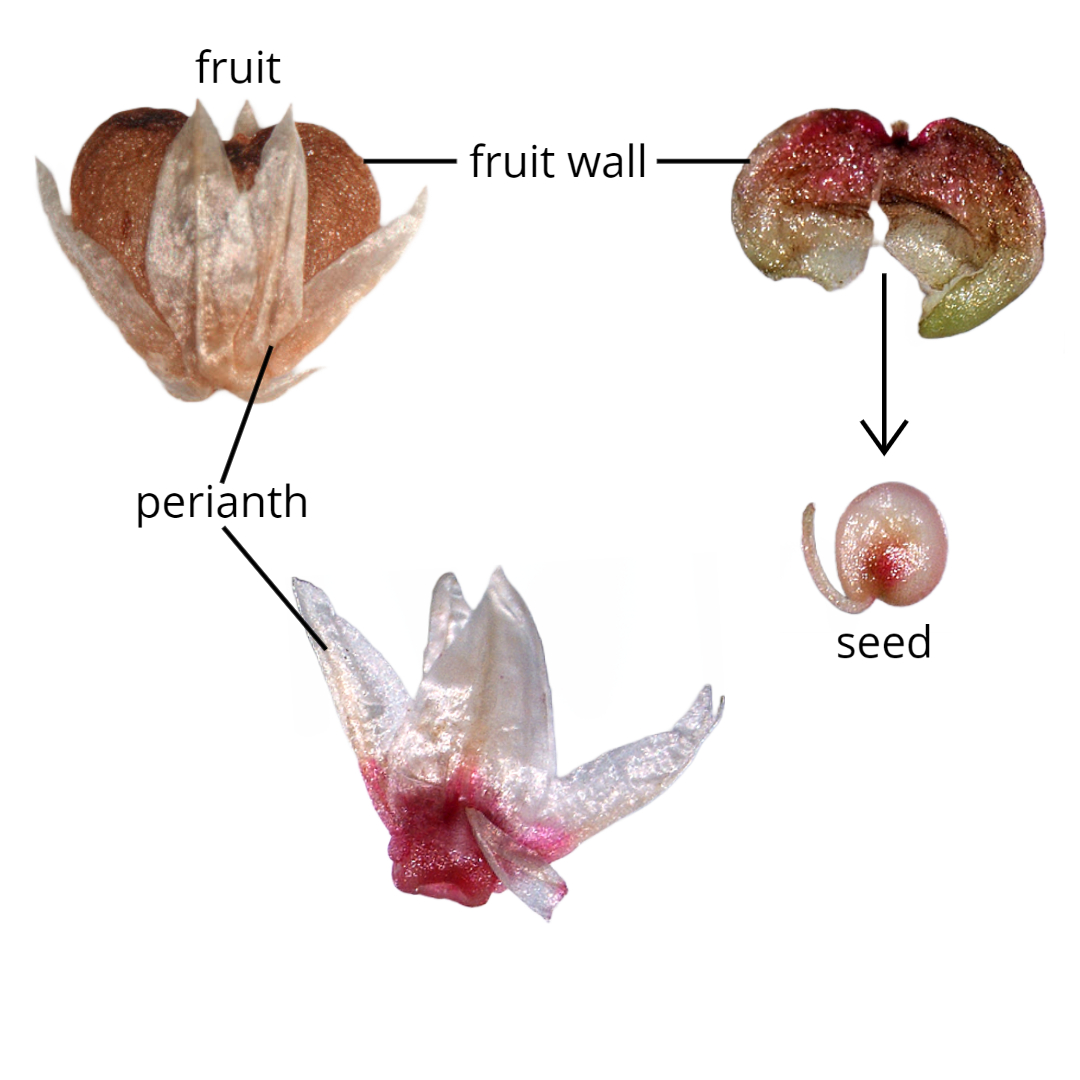 Single-seeded fruit with persistent perianth (upper left); same fruit with perianth removed, fruit wall split open, and extracted seed.