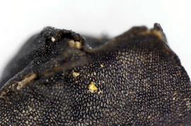  Allium cepa . Showing surface texture. Photo by Norma Diaz, USDA APHIS PPQ.