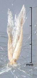  Imperata brasiliensis.  Florets with transparent apical ends. Photo by Julia Scher, USDA-APHIS-PPQ.
