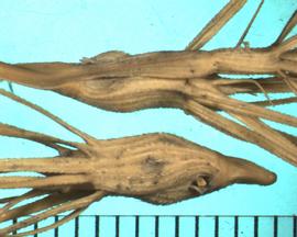  Aegilops geniculata.  Long awns on the rachis segment. 