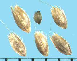  Alopecurus geniculatus . Soft caryopsis upper middle. Geniculate awn emerging from the lemma. 