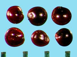 Amaranthus albus.  Hilum on the disc margin. A linear embryo is detectable within the entire margin. 