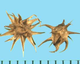  Ambrosia dumosa.  Burr with flat spine apexes. 