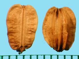  Angelica  sp. Marginal ribs are moderately winged. 
