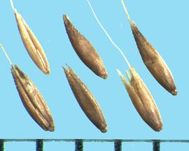  Apera spica-venti.  Long, thin awns at the tip of the lemma. Vestigial rachilla. 