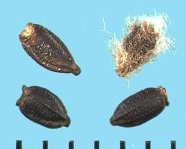  Arctotheca calendula.  Achenes with short and transverse ribs. 