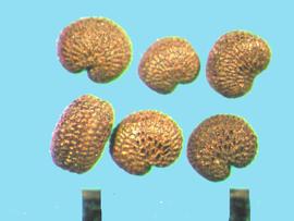  Arenaria serpyllifolia.  Tubercles are regular and arranged in rows. 