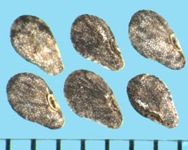  Asperugo procumbens . Tubercles are irregular and totally cover the seed surface. 