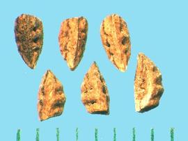  Asphodelus fistulosus.  Ventral view (top) and lateral view (bottom) of seeds. 