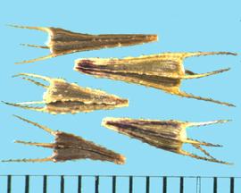  Bidens cernua.  Achenes with four longitudinal ribs and barbed awns. 