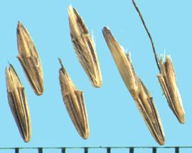 Bothriochloa bladhii.  Spikelets with hairy attachments and callus. 