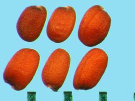  Hirschfeldia incana.  Reddish-brown seeds with a surface groove that terminates at the hilum. 
