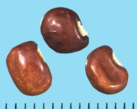  Cajanus cajan . Seeds with a large hilum with bulky tissue. 