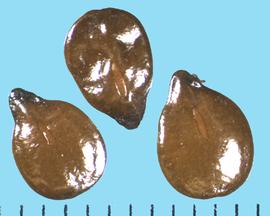  Senna artemisioides.  True seed with an elongate hilum near the center of one side. 