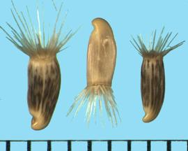  Centaurea iberica.  Achenes are light brown with dark brown blotches and a few yellow stripes. 
