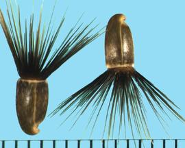  Centaurea sulphurea.  Pointed, hooked achenes with a black pappus. 