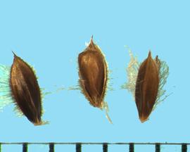  Eustachys distichophylla.  Lemma has a strong central rib, and the margin has long hairs. 
