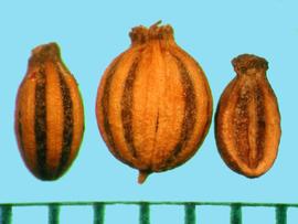  Cicuta maculata.  Brown mericarps with dark brown stripes. 