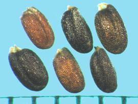  Conringia orientalis.  Seeds with fine, square reticulations and a white hilum on the apical end. 