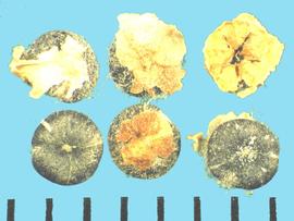  Cycloloma atriplicifolium.  Utricles with calyx fragments that contain hair structures. 