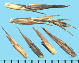  Cymbopogon refractus.  The pedicel segment attached to the spikelet often bears an undeveloped spikelet. 