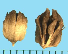  Engelmannia peristenia.  Achenes with a dorsal side that has two calyx scales.  