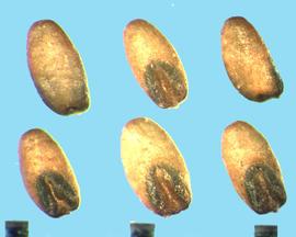  Eragrostis lehmanniana.  Caryopses with a green embryo scutellum. 